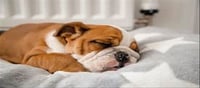 Do animals snore like humans? Know the answer